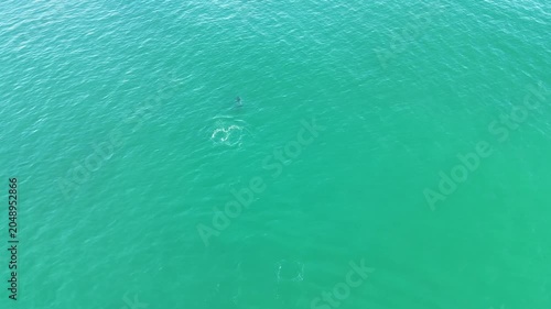 4K Aerial view of wild dolphins diving in Punta Umbria beach Huelva Spain