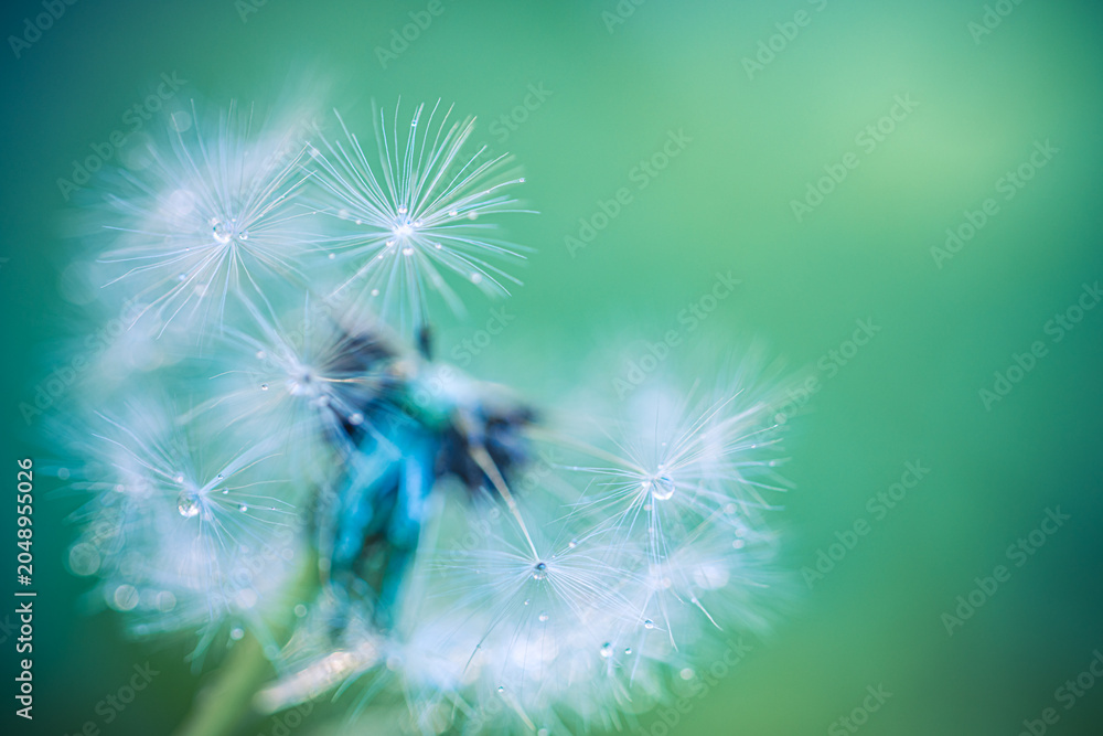 Fototapeta premium Beautiful dandelion seed head, green bokeh. Dreamy macro nature background closeup. Delicate fragile flower symbolizing hope and wishes. Inspirational botanical design, peaceful wellness mindfulness
