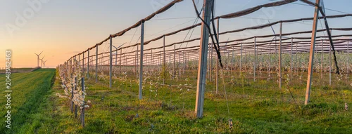Panel kuchenny z motywem Flowering apple orchard featuring protective hail nets and wind turbines on the horizon during a spring sunset