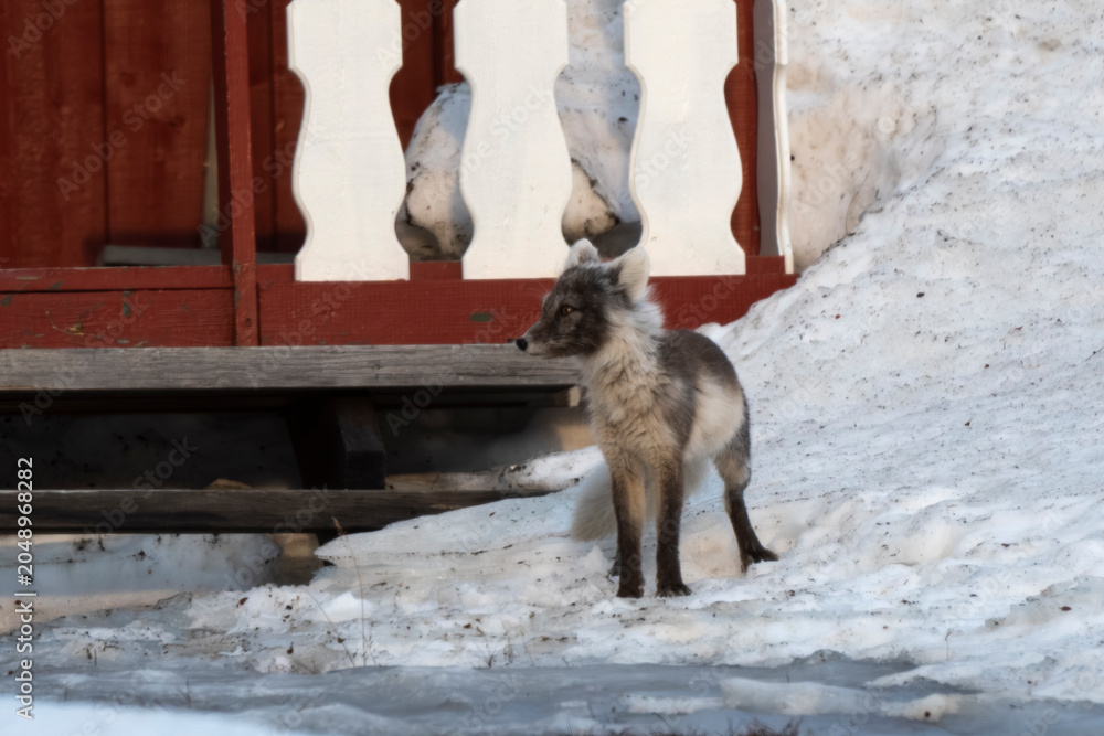 Fototapeta premium Renard polaire,