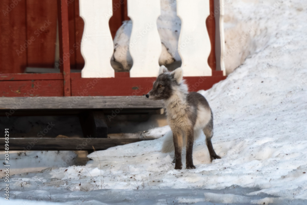 Fototapeta premium Renard polaire,