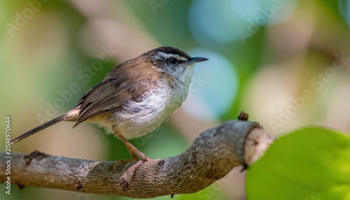 Small bird perched on branch outdoors.