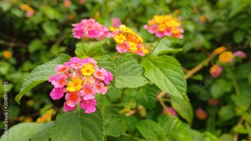 closeup Image of Lantana camara plants with flowers from India.	
