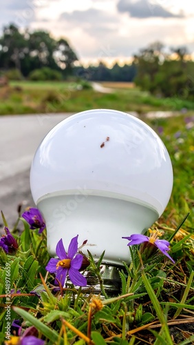 Glowing white lightbulb among purple flowers, roadside, nature scenery