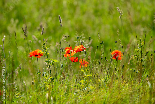 red poppy flower