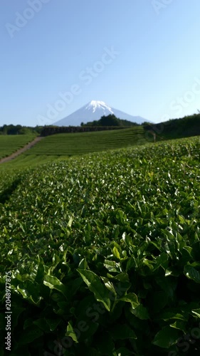 Mount Fuji over Green Tea Plantation on Sunny Spring Day (Vertical | Realtime | ZOOM IN)