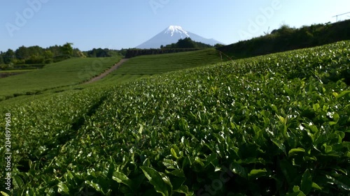 Mount Fuji over Green Tea Plantation on Sunny Spring Day (Realtime | ZOOM OUT)