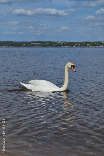 White Swan on the Lake. Mute Swan (Cygnus olor) gliding across the Lake at sunset. European bird wildlife. A beautiful swan swimming in a pond.A mute swan wading in a deep lake