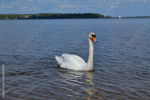 White Swan on the Lake. Mute Swan (Cygnus olor) gliding across the Lake at sunset. European bird wildlife. A beautiful swan swimming in a pond.A mute swan wading in a deep lake