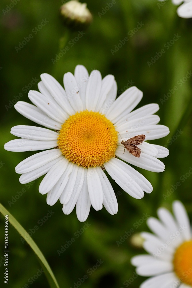 Fototapeta premium daisy flower closeup
