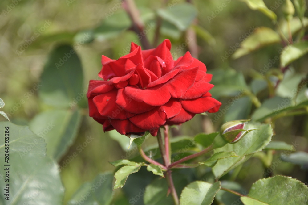 Obraz premium red rose flower