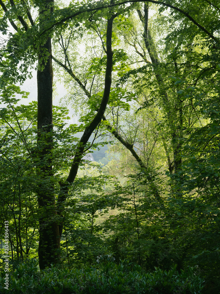 Fototapeta premium Feiner dichter Nebel im Stadtwald mit Bäumen, Durchblick durch Äste