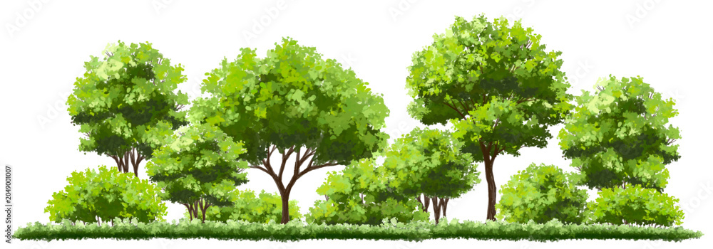 Fototapeta premium Vector watercolor of tree side view isolated on white background for landscape and architecture drawing, elements for environment and garden, painting botanical for section