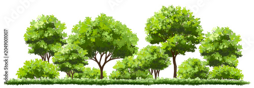 Vector watercolor of tree side view isolated on white background for landscape and architecture drawing, elements for environment and garden, painting botanical for section