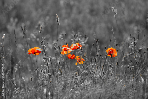 poppy in the field