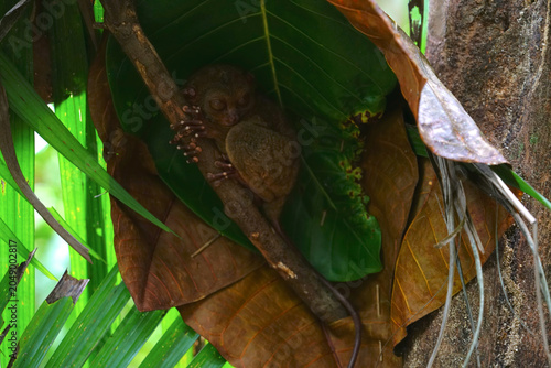 Philippine tarsier, Bohol Island, Philippine