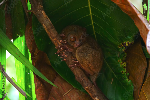 Philippine tarsier, Bohol Island, Philippine