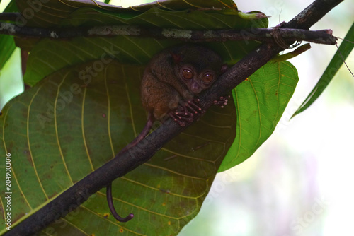 Philippine tarsier, Bohol Island, Philippine