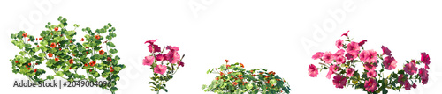 Fotografia Set of Tropaeolum majus and Petunia hybrida flowering frontal isolated png on a