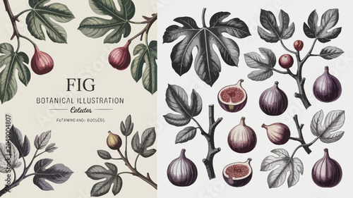 Schilderij op canvas Fig botanical illustration showcases detailed depictions of the fruit leaves and