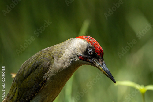 Green woodpecker.