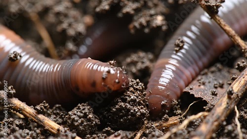 Earthworms crawling through rich dark organic garden soil