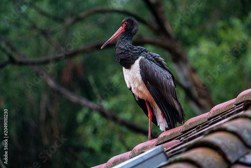 Black stork on the roof.