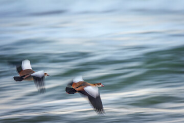Long-exposure motion blur of Egyptian geese (Alopochen aegyptiaca) flying above the ocean near Hermanus on South Africa’s Whale Coast. Creative wildlife photography capturing movement and speed.