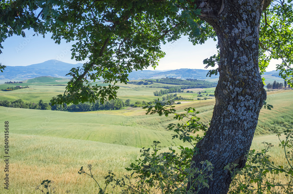 Naklejka premium Panoramic view of the hills and countryside surrounding the village of Pienza (Tuscany village, Italy) during early summertime.