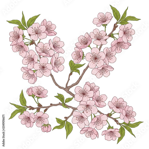 Delicate pink cherry blossom branches with buds and flowers