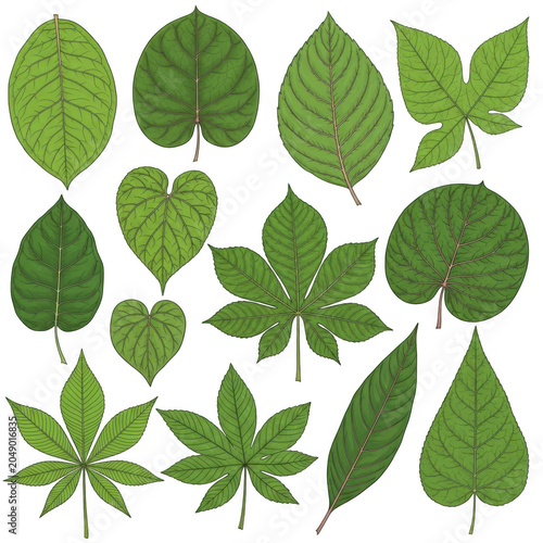 A collection of diverse green leaves displayed in various shapes and sizes