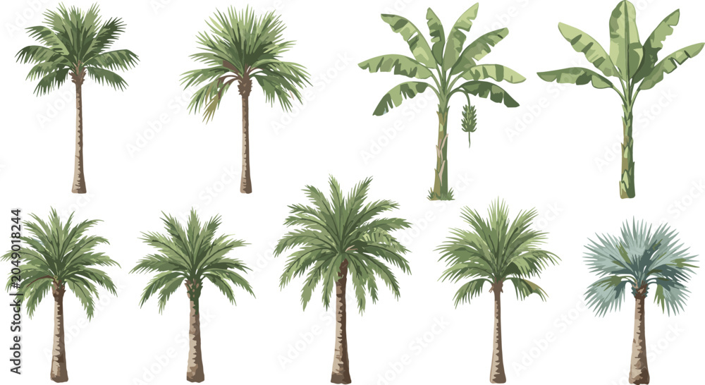 Fototapeta premium Tropical Palm and Banana Tree Vector Set with Diverse Exotic Botanical Foliage Plants for Summer Vacation Layouts Beach Backgrounds and Nature Design Elements