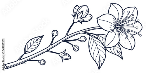 Fotografie Botanical illustration of a cherry blossom branch with open flowers buds leaves