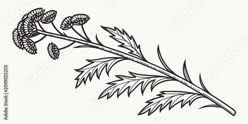 Fotografía Botanical illustration of a tansy plant branch with serrated leaves and flower c