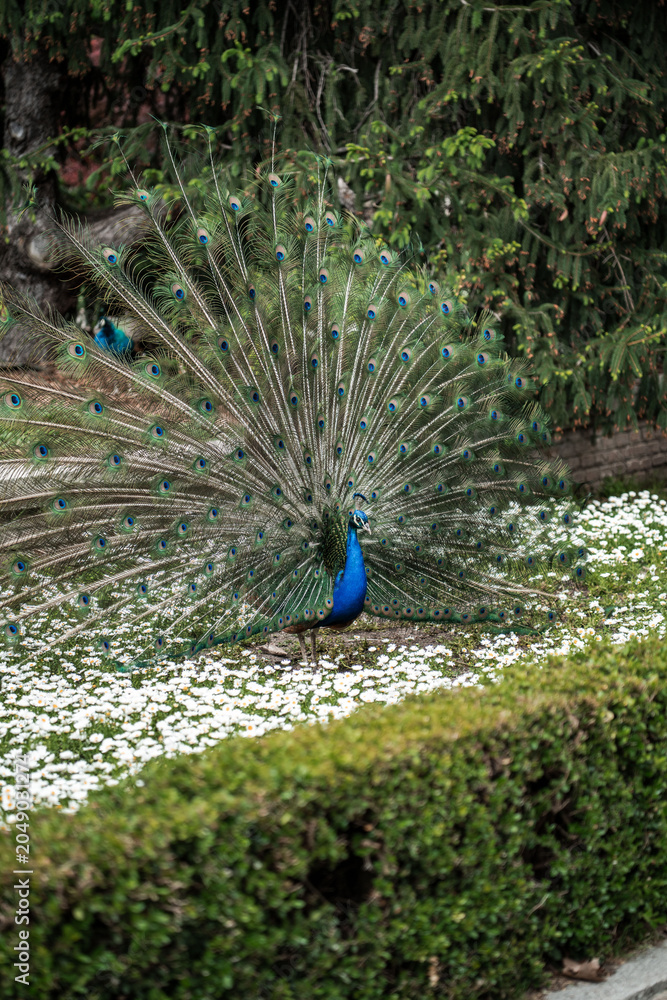 Obraz premium Peacocks in the Parque de El Retiro
