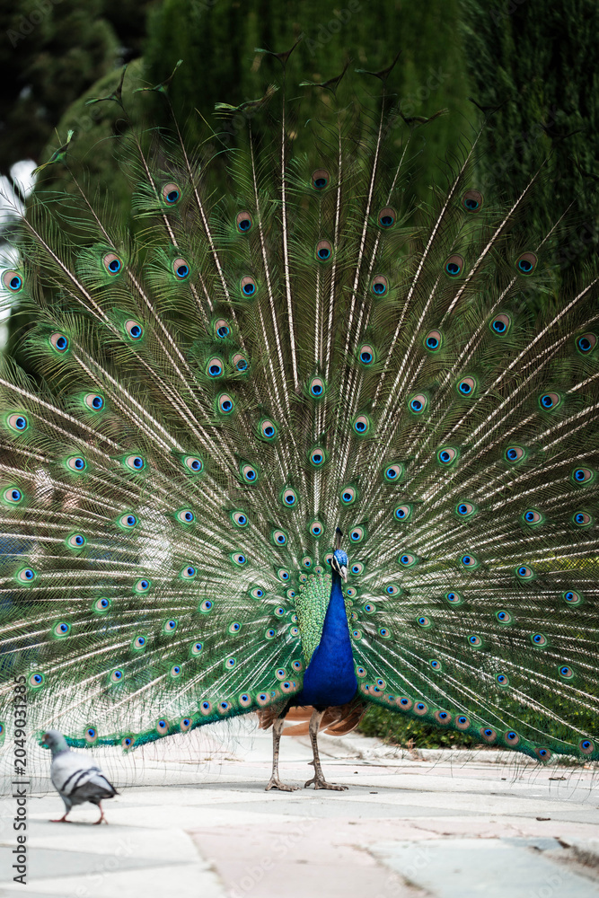 Obraz premium Peacocks in the Parque de El Ritero in Spain. Largest park in the city center of the capitol of Spain.