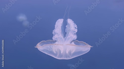 Translucent glowing jellyfish gracefully drifting through deep blue ocean water with pulsing tentacles in a mesmerizing underwater scene