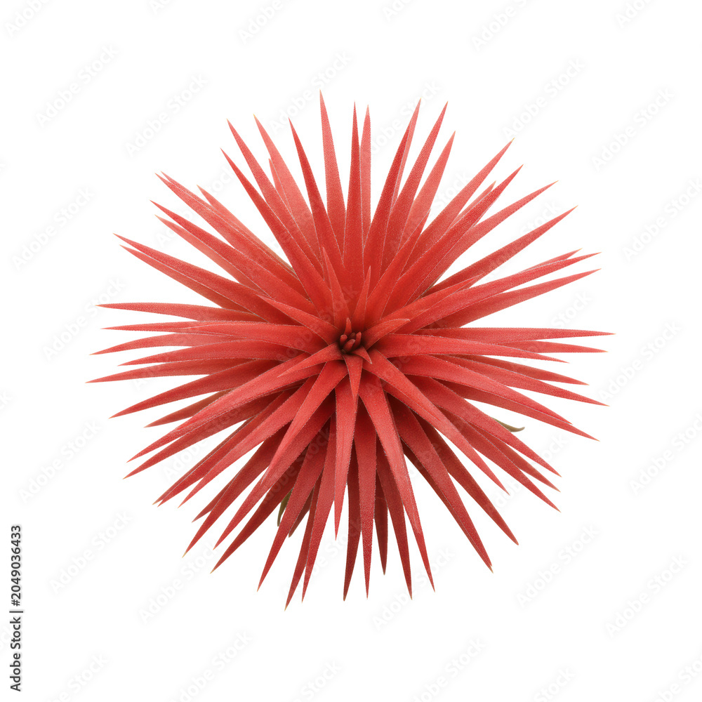 Obraz premium Vibrant crimson tillandsia air plant with spiraling leaves isolated on a white studio background with soft drop shadow, concept of botanical precision