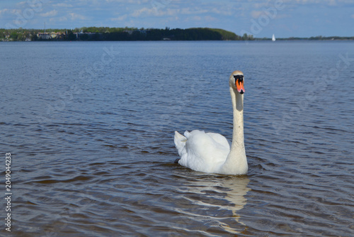 White Swan on the Lake. Mute Swan (Cygnus olor) gliding across the Lake at sunset. European bird wildlife. A beautiful swan swimming in a pond.A mute swan wading in a deep lake