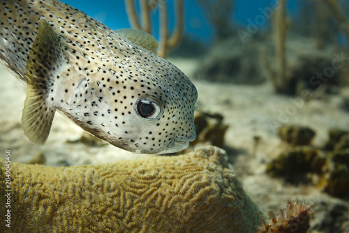 Foto Black and white spotted porcupine pufferfish ,  Diodon hystrix,   hovering above