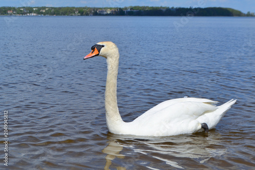 White Swan on the Lake. Mute Swan (Cygnus olor) gliding across the Lake at sunset. European bird wildlife. A beautiful swan swimming in a pond.A mute swan wading in a deep lake