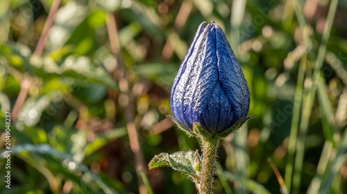 Closed Blue Flower Bud Macro in Natural Green Background