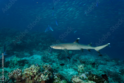 Cuadro en lienzo white tip reef shark swims close on  coral reef