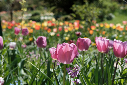 Φωτογραφία Flowering plant in Monet garden France