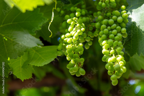 Green grapes ripening on a sunny vineyard vine