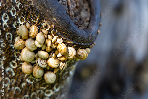 Fotografi Snails clinging to tree trunk in natural habitat