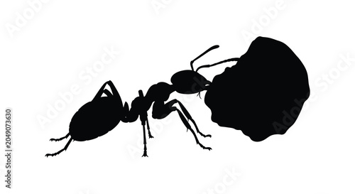Schilderij op canvas Ant Carrying Large Object Black Silhouette ants