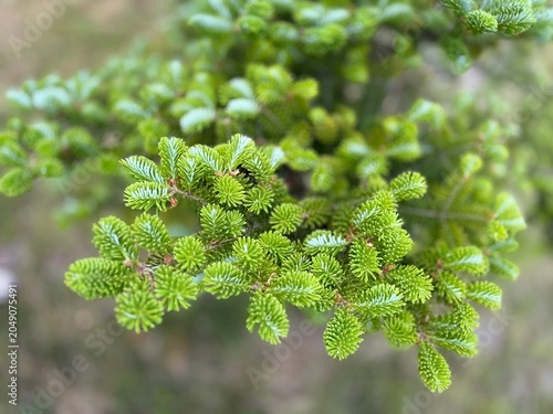 A macro close-up of fresh, vibrant green new spring growth and needle buds on a conifer tree branch in a park in Latvia.