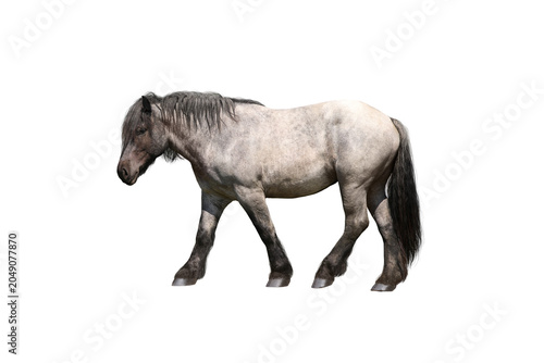 Εκτύπωση καμβά Blue roan draft horse isolated