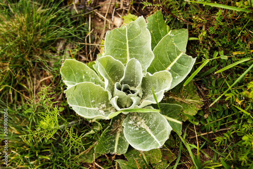Green rosette plant growing among wild grass